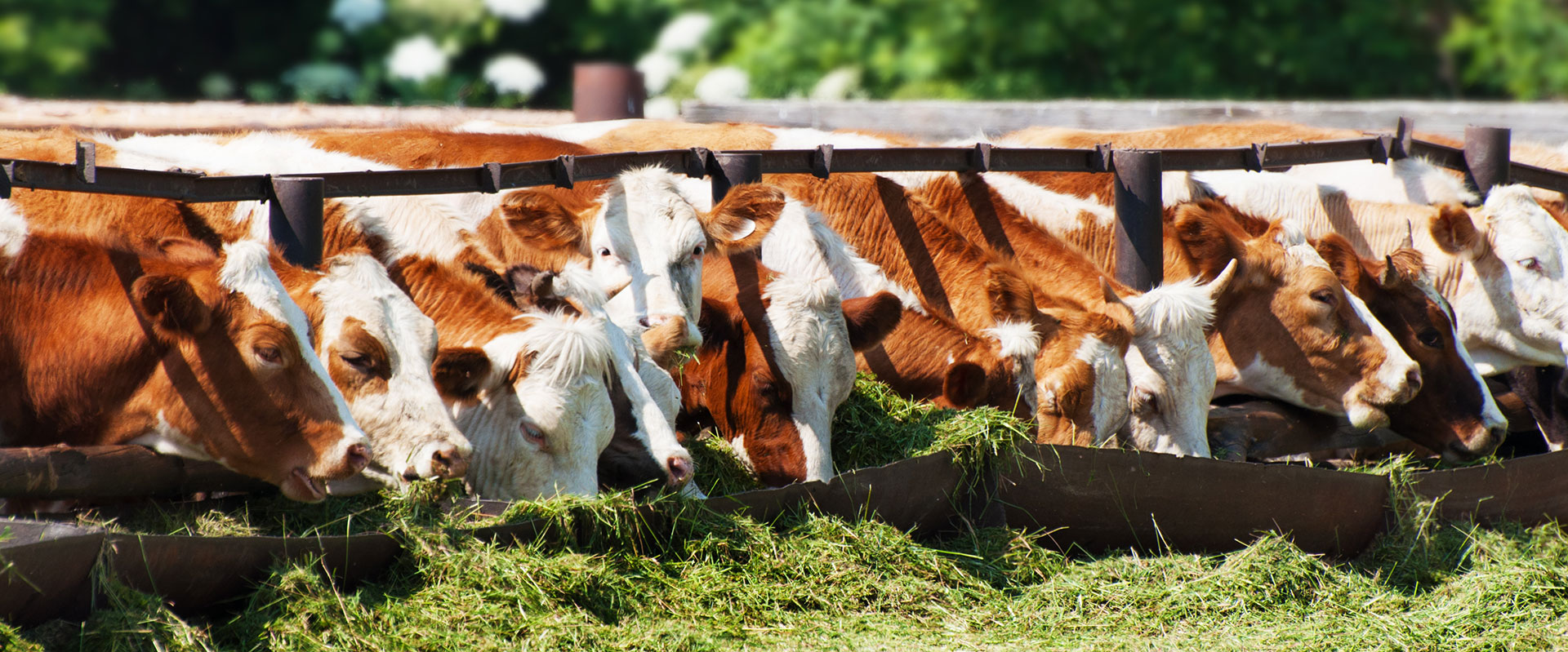 Tecniche Di Allevamento Animale Ed Educazione Cinofila